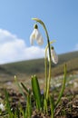 Spring snow-drops