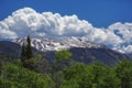 Spring Snow and Green Aspens