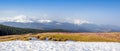 Spring snow melt and in the Carpathian valleys grow beautiful alpine flowers crocuses, they are also Geyfelya, primroses, mountain Royalty Free Stock Photo