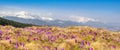 Spring snow melt and in the Carpathian valleys grow beautiful alpine flowers crocuses, they are also Geyfelya, primroses, mountain