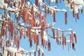 Spring snow melting on alder or birch catkins buds