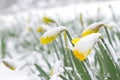 Daffodils in the spring snow