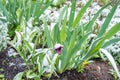 Spring in snow, tulip flower close up Royalty Free Stock Photo