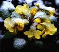 Spring snow on yellow primrose Royalty Free Stock Photo