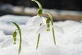 Spring snowdrop