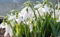 Spring Snowdrop Royalty Free Stock Photo