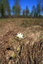 Spring snowdrop