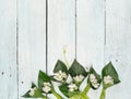 Spring with Snowdrop Background