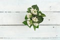 Spring with Snowdrop Background