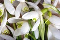 Snowdrop flowers background