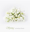 Spring snowdrop flower Royalty Free Stock Photo