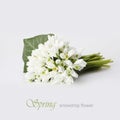 Spring snowdrop flower Royalty Free Stock Photo