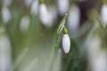Spring snowdrop flower (Galanthus nivalis) Royalty Free Stock Photo