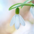 Spring snowdrop flower Royalty Free Stock Photo