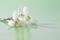 Spring snowdrop flower. Royalty Free Stock Photo