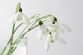 Spring snowdrop flower. Royalty Free Stock Photo