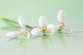 Spring snowdrop flower. Soft focus. Light green horizontal background Royalty Free Stock Photo