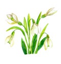 Spring snowdrop flower.