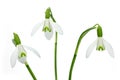 Spring snowdrop flowers