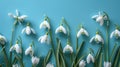 Spring Snowdrop Flowers on Blue Background - Creative Flat Lay Minimalist Concept Royalty Free Stock Photo