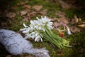 Spring snowdrop flowers. Snowdrop bouquet. Royalty Free Stock Photo