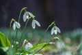 Spring snowdrop flowers in spring forest on blurred bokeh background