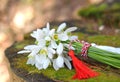 Spring snowdrop flowers Royalty Free Stock Photo