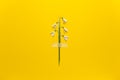 Spring snowdrop flowers are glued with tape on a yellow background. Romantic and tender congratulations, creative minimalist