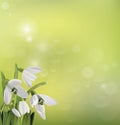 Spring snowdrop flowers on green background