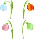 Spring Snowdrop Flowers Illustrations