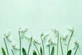 Spring snowdrop flowers on light green background Royalty Free Stock Photo