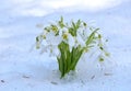 Spring snowdrop flowers Royalty Free Stock Photo