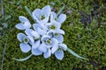 Spring snowdrop flowers nosegay part isolated on white background.macro photo with considerable depth of sharpness Royalty Free Stock Photo