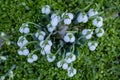 Spring snowdrop flowers nosegay part isolated on white background.macro photo with considerable depth of sharpness Royalty Free Stock Photo