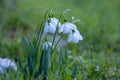 Spring snowdrop flowers nosegay part isolated on white background.macro photo with considerable depth of sharpness Royalty Free Stock Photo