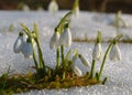 Spring snowdrop flowers Royalty Free Stock Photo