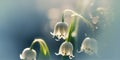 Spring Snowdrop Flowers in Spring Forest on nature Background of Sun panorama. AI Generated Royalty Free Stock Photo