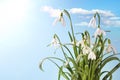 First Spring Snowdrop Flowers with Water Drops on Blue Sky Royalty Free Stock Photo