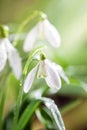 First Spring Snowdrops Flowers with Water Drops in Gadern