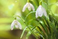 First Spring Snowdrops Flowers with Water Drops in Gadern
