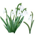 Watercolor snowdrop flower. Watercolor first spring flowers
