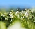 Spring snowdrop flowers Royalty Free Stock Photo