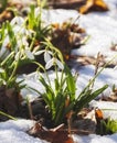 Spring snowdrop galanthus nivalis snow white flower blooms in the garden and in the wild in spring in early March Royalty Free Stock Photo