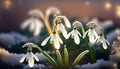 spring snowdrop in the snow