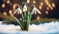 spring snowdrop in the snow