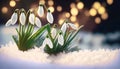 spring snowdrop in the snow