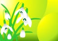 Spring snowdrop vector