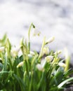 Spring snowdrop whiteflower, Leucojum vernum, White bells of flower garden - the first spring flowers against the backdrop of snow