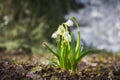 Spring snowdrop whiteflower, White bells of a flower garden - the first spring flowers against the backdrop of snow