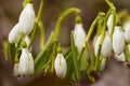 Spring snowdrops in the Czech Republic